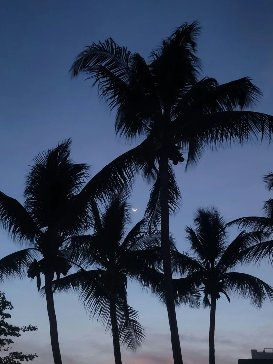 there are palm trees that are near the water