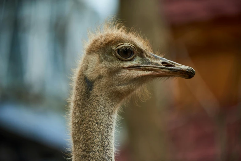 an ostrich looks in anticipation while looking up