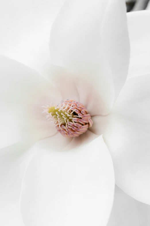 close up of a flower on a stem