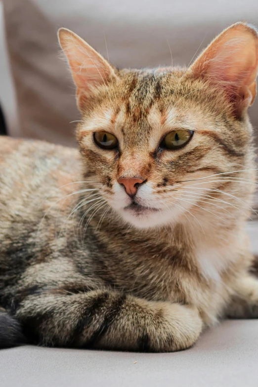 an image of a cat sitting on the floor