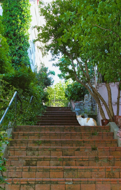 two cats climbing the stairs to reach a plant in the tree