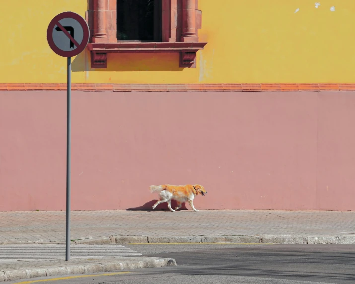 a brown and white dog walking down a street next to a tall building