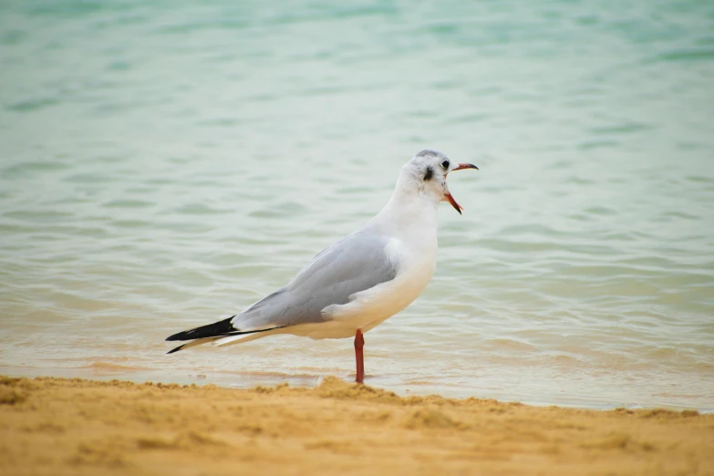 a seagull with its mouth open on the beach