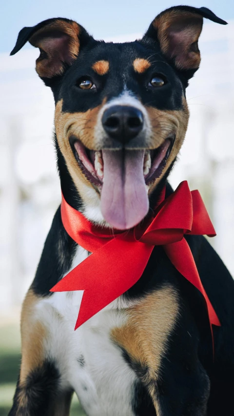 a dog with red bow in its mouth