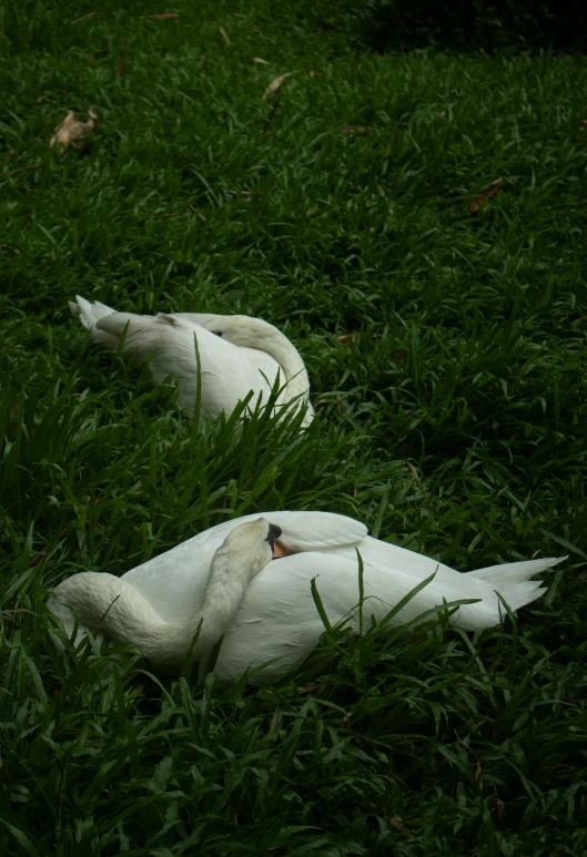 two swans laying on the grass in the middle of the day