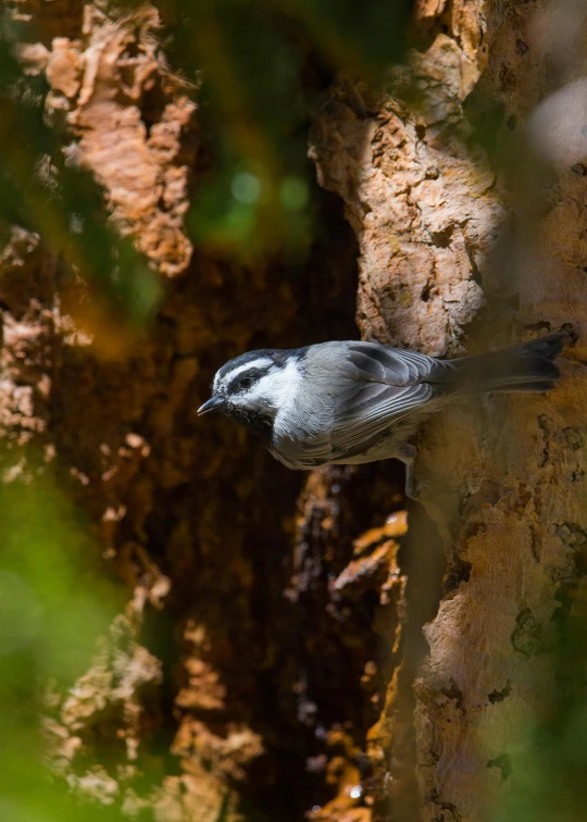 a bird sitting on the tree bark of a forest