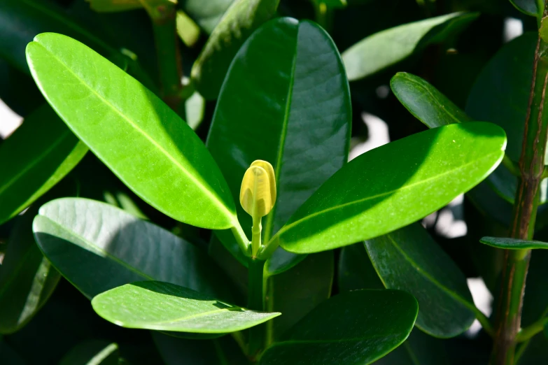 small yellow flower on large green leafy tree