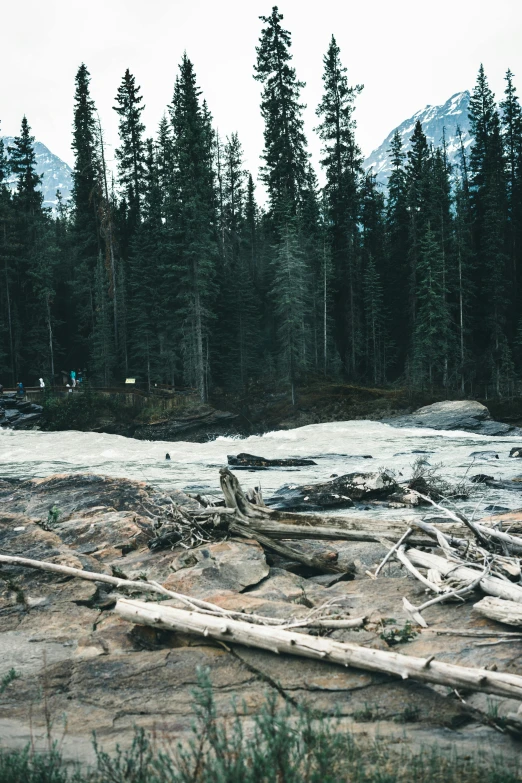 a group of pine trees in the background