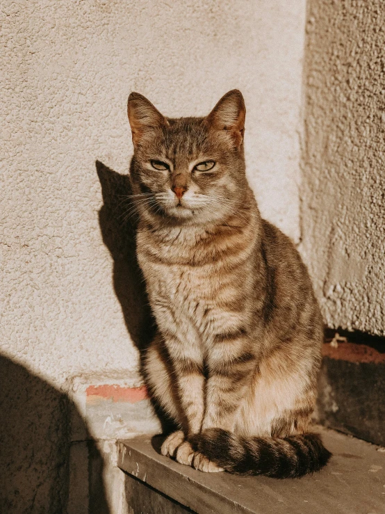 a cat sitting on a ledge in a house