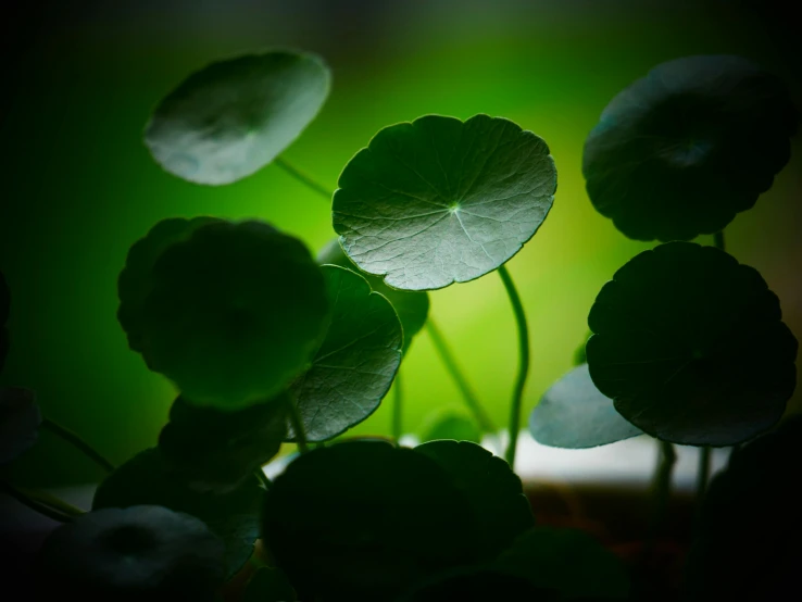 some green leaves that are growing in a bowl