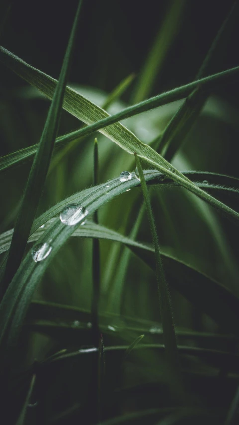 water drop on green grass with dark background