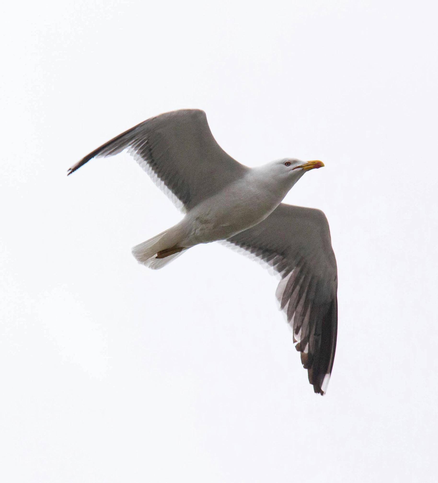 a large white bird flying through a sky