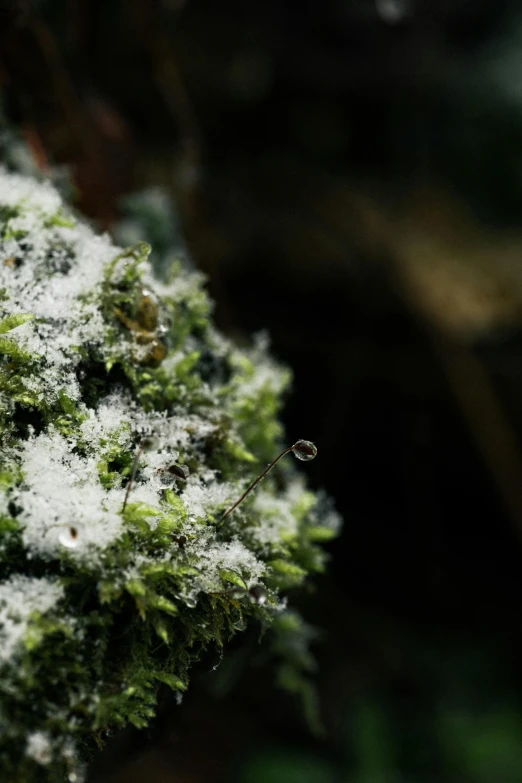 a close up view of a white licheny plant