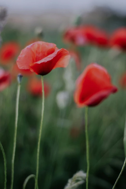 three red flowers are in a field