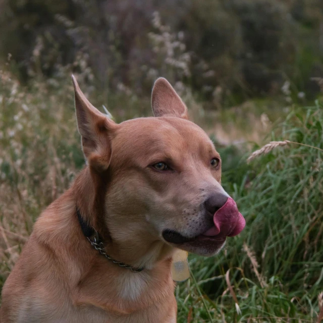 a brown dog sitting in the grass and panting