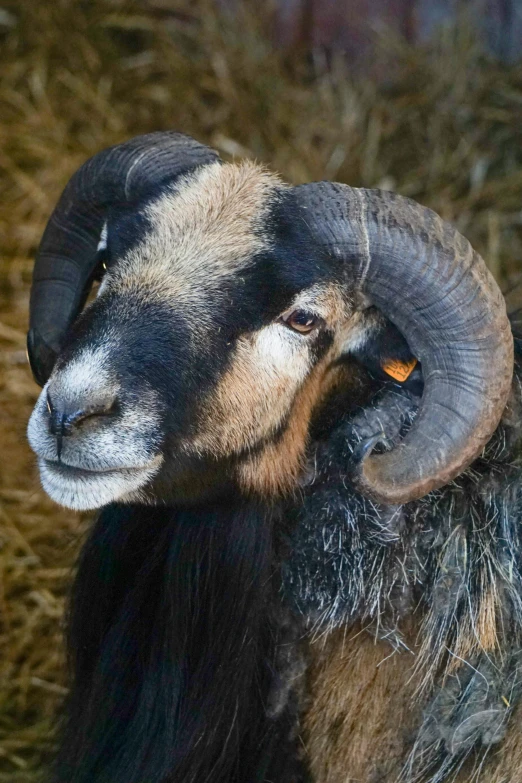 a large horned sheep looks around with his long horns