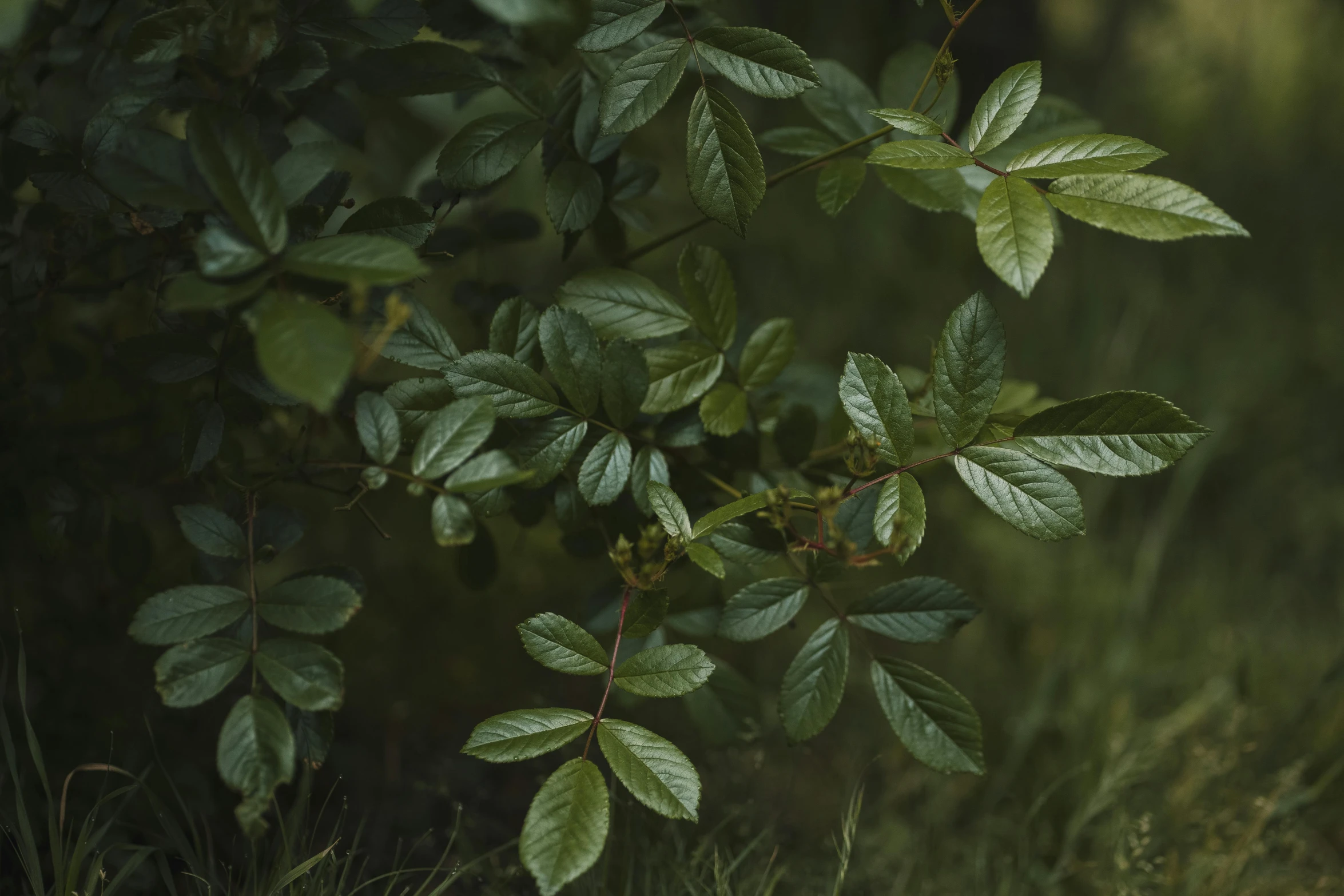 a bush covered with lots of green leaves