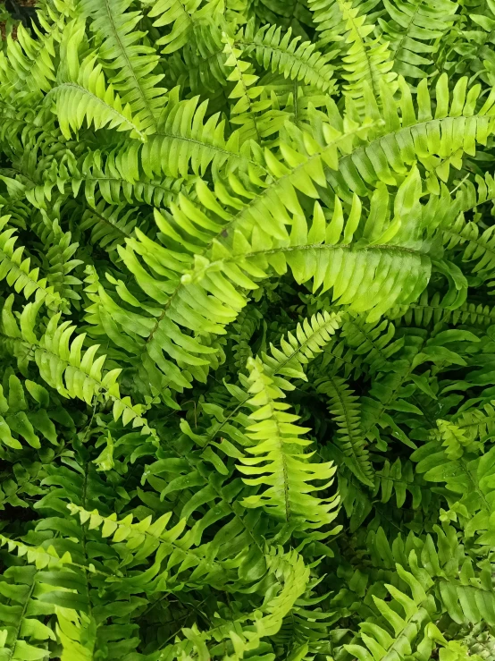 a close up of a bunch of plants