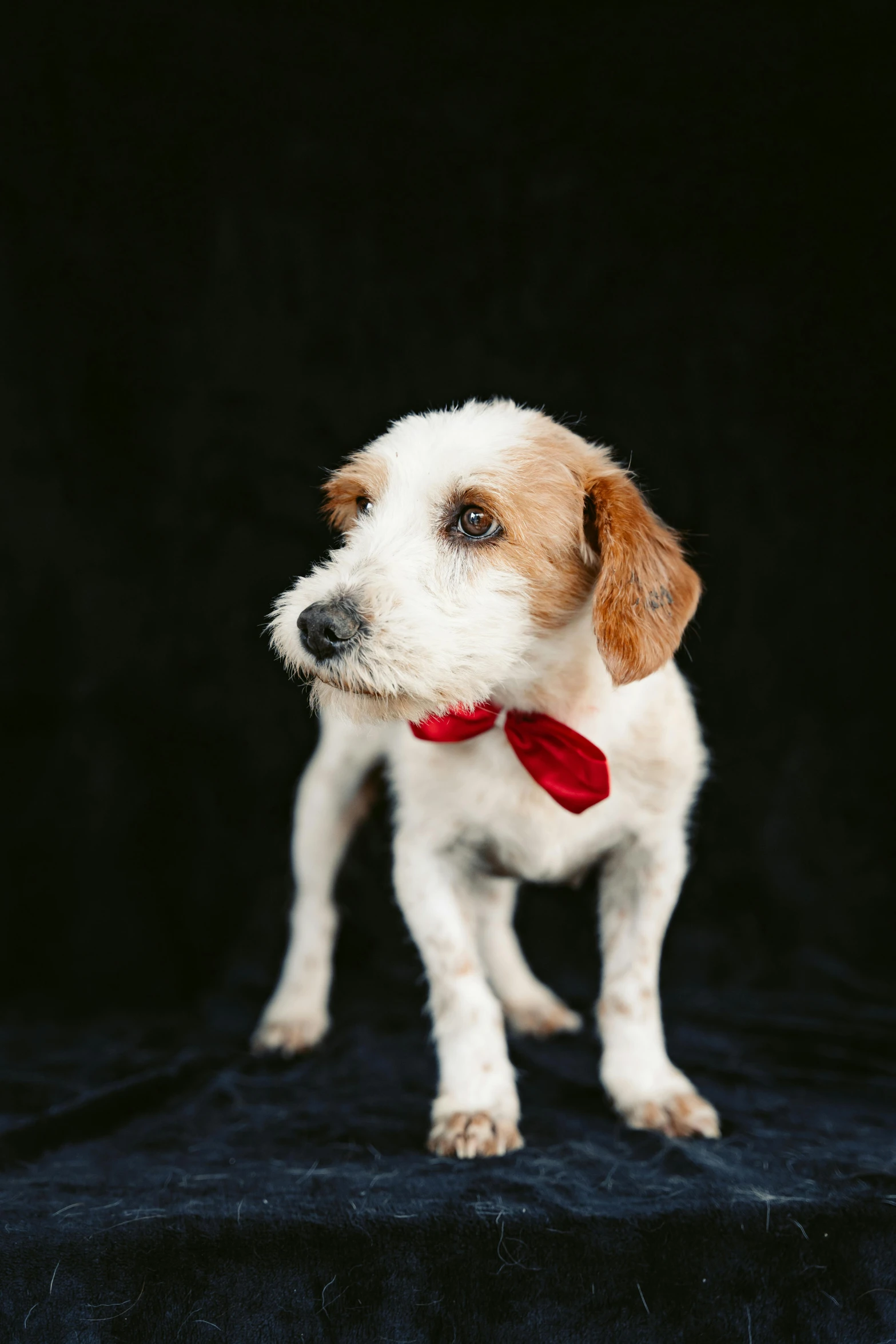 a puppy wearing a red necktie against a black background