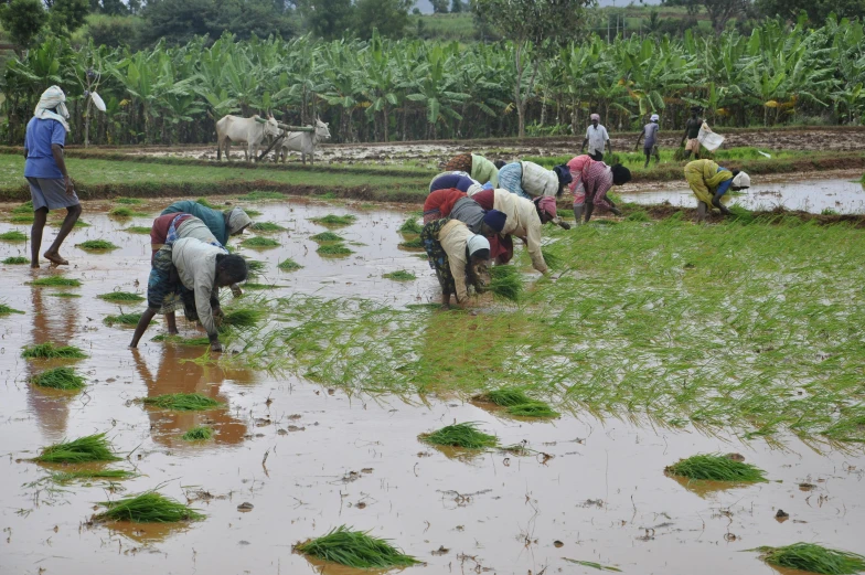 several farmers work in a muddy field of crops