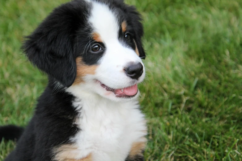 a black and white puppy looking into the camera