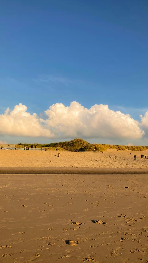 three horses grazing on sandy beach area