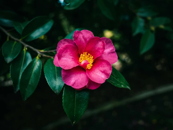 the flowers are blooming from the center to the center