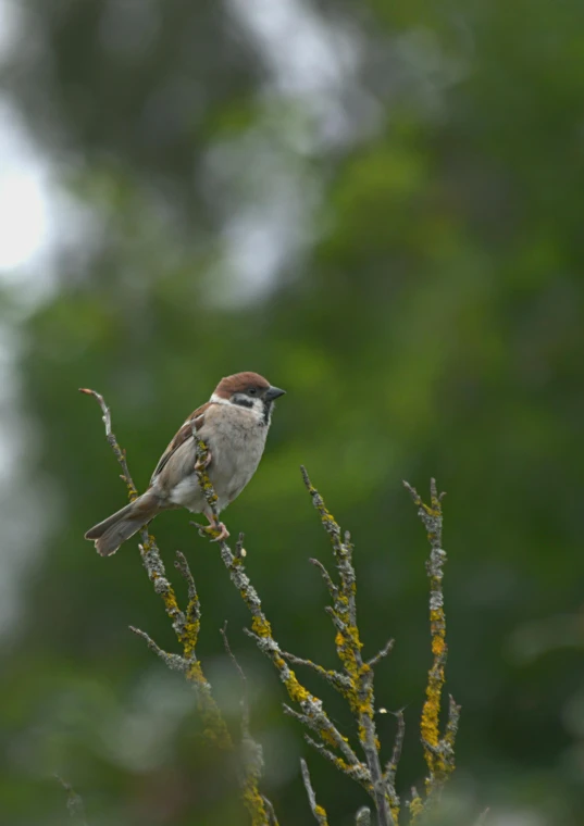 a brown black and white bird and some trees