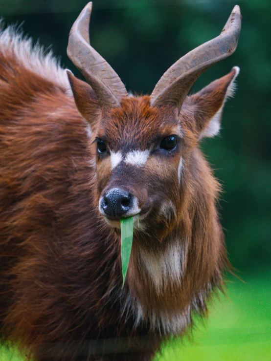 a close up of an animal with horns and big horns