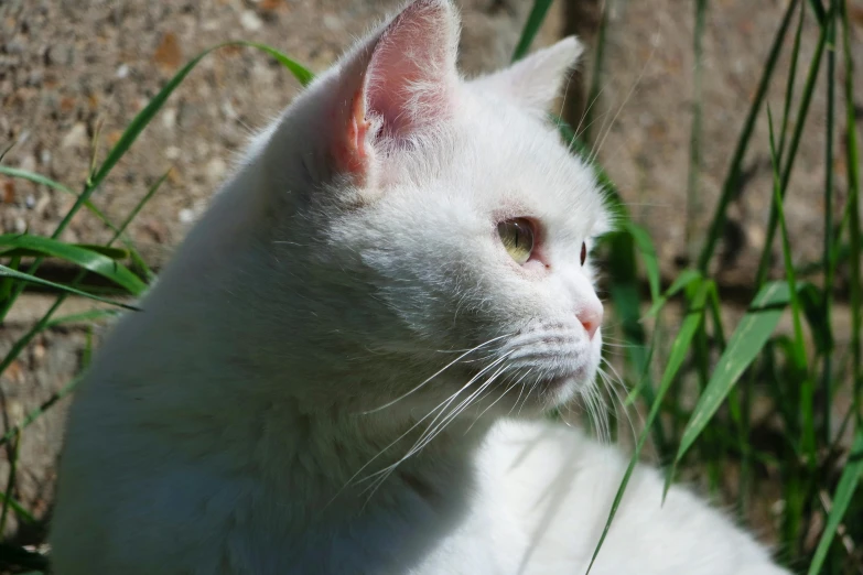a white cat looking off into the distance