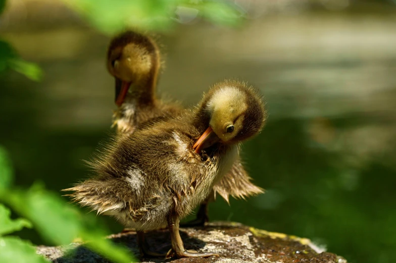 there is a duck that is standing on some rock