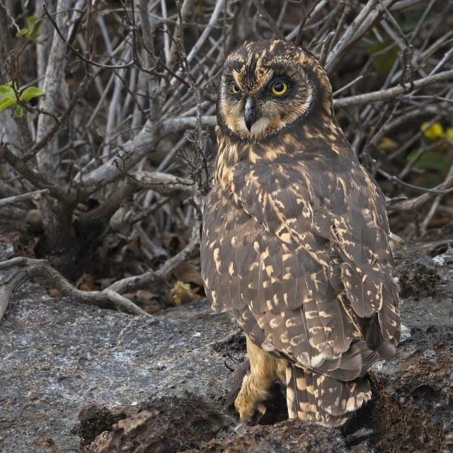 an owl is sitting on a nch near the woods