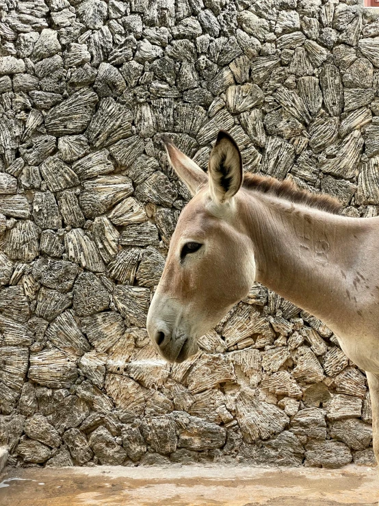 a donkey standing near some rocks looking at soing