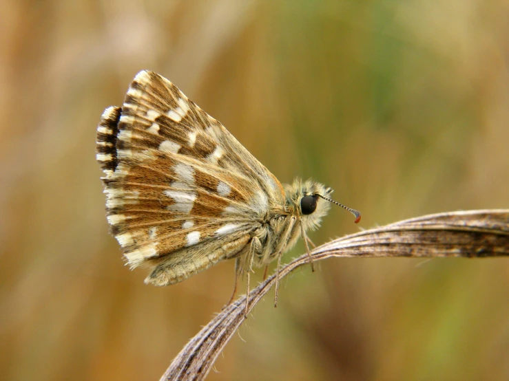 a small erfly on top of some nches