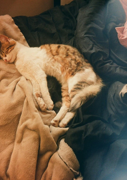 a cat that is laying down on a blanket