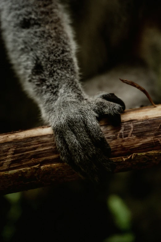 a gray lemur resting on a piece of wood
