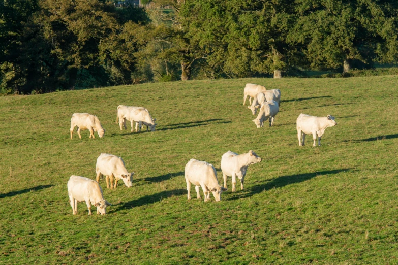 many sheep are grazing on the green grassy hill