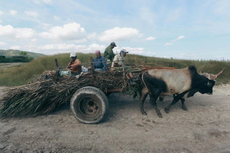 an ox pulling two people in a cart full of grass