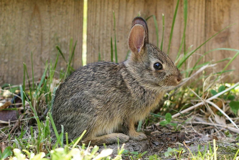 a small rabbit sits outside and watches for food