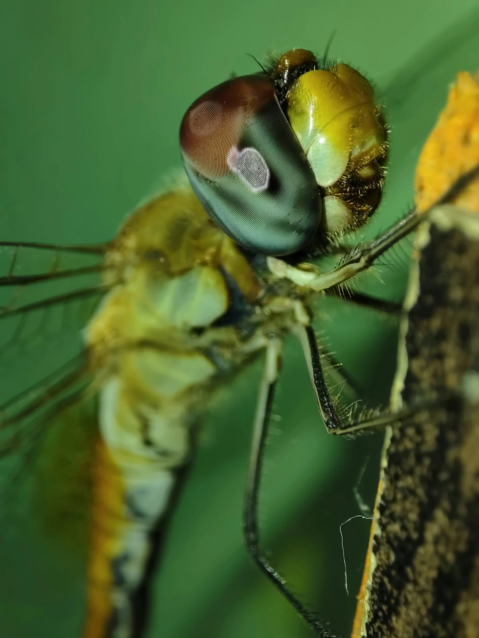 a colorful insect resting on a wooden post