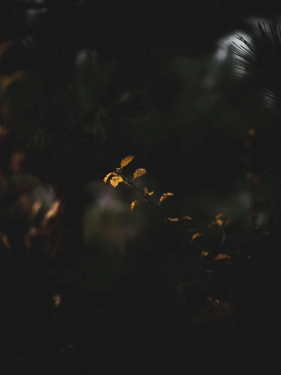 sunlight shines in the forest at night