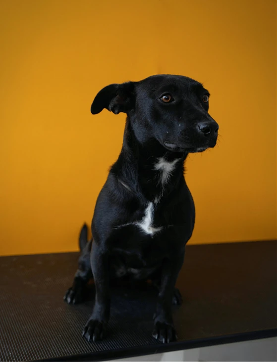 a black and white dog sits on the floor in front of a yellow wall
