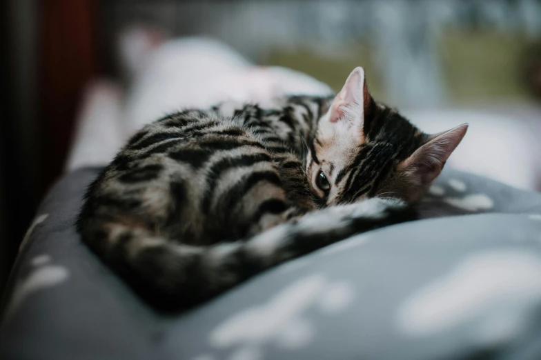 a black grey white and brown kitten sleeping on the couch