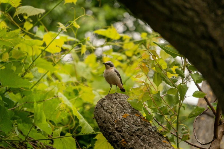 there is a bird sitting on a nch