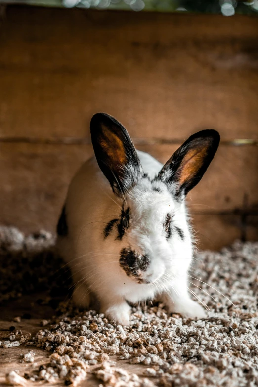 a white and black rabbit on the ground