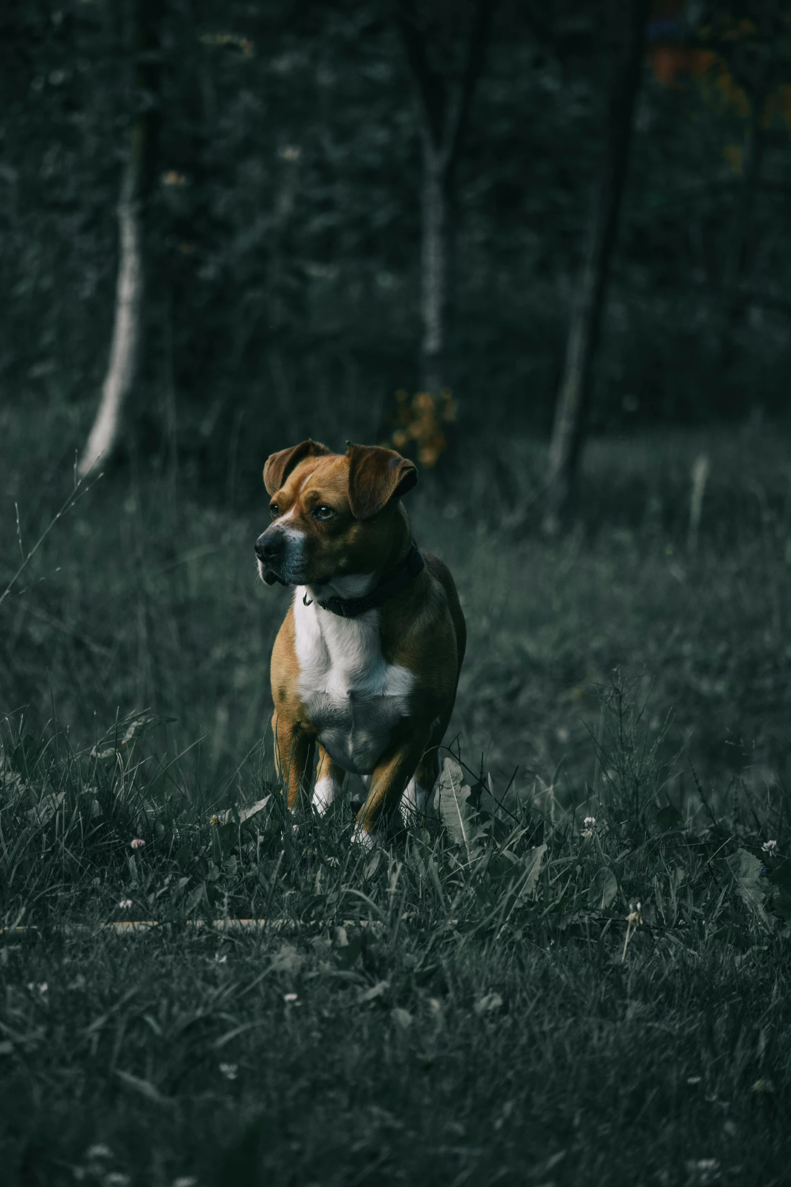 the small dog is running through the grass