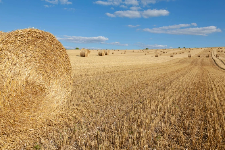 a field full of ripe hay with blue sky