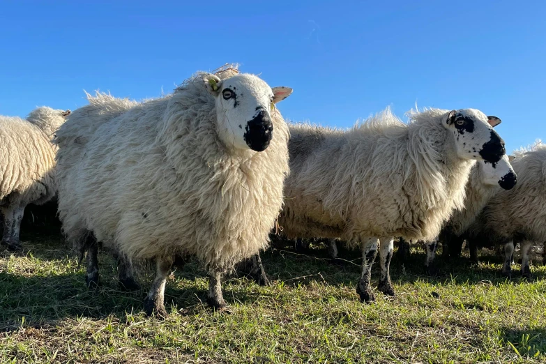 a large herd of sheep standing on a field