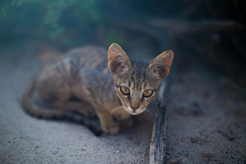 a small cat is sitting in the dirt