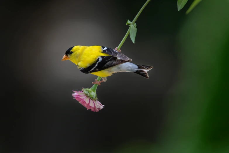 a small yellow and black bird sitting on top of a pink flower